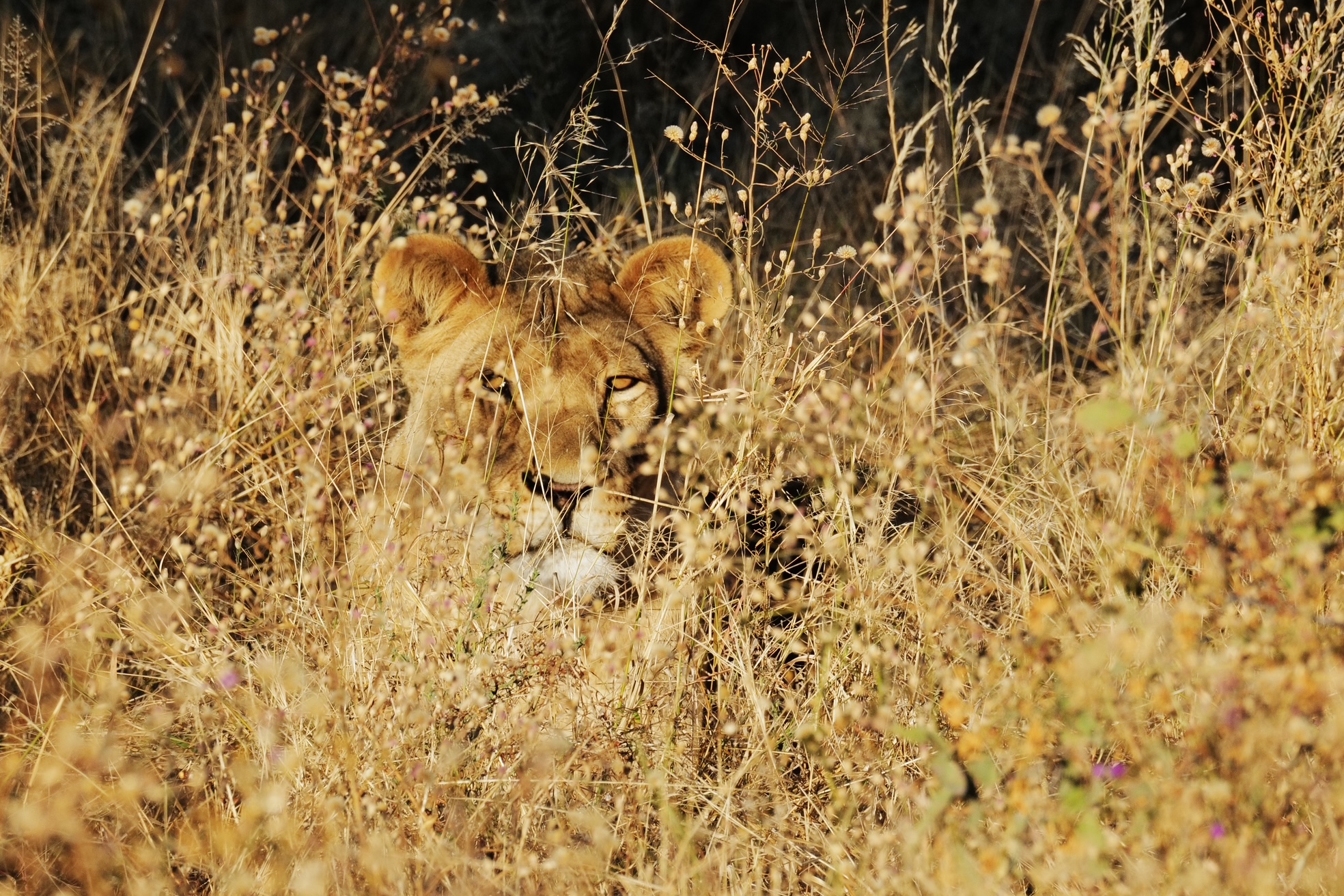 Portraits & Travel with Patrick Uy